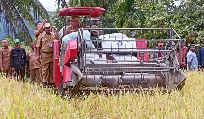 Panen Raya di Kampung Desai